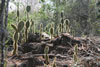 Pleins feux sur les cactus! (79,873 bytes)